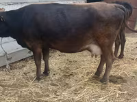 母牛, Cattle — 照片 4