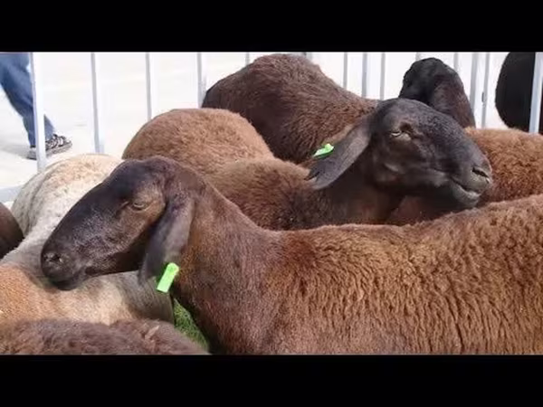 Кочкор, Койлор