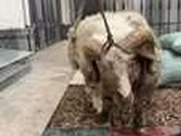 Qoʻchqor, Hissar sheep — 7-rasm