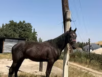 Hengst, Pferde — Foto 4