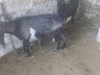 Cabra, Cabras — foto 4