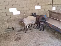 Carnero, Arashan sheep — foto 6