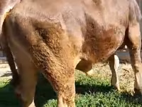 सांड, Swiss cattle — फ़ोटो 3