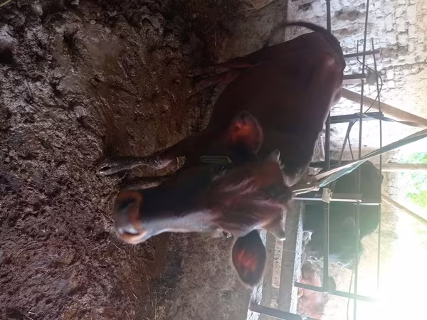 Vaca, Ganado vacuno