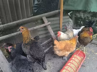 Chickens — फ़ोटो 4