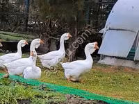 Каздар — сүрөт 1