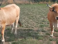 Уй, Каракул — сүрөт 2