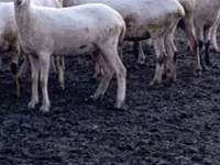 Oveja, Tsigai sheep — foto 5