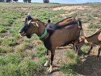 Echki, Alpine goat — 2-rasm