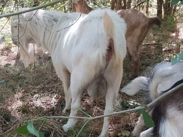 Эчки теке, Ламанча козу