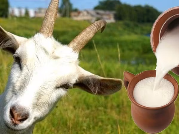 КОЗЬЕ МОЛОКО