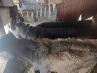 ثور, الماشية — الصورة 2