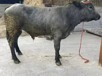 Bull, Belgian Blue — photo 1