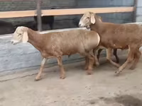 Кочкор, Эдильбай койу — сүрөт 3