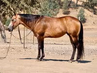 حصان, Quarter Horse — الصورة 1