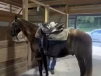 Hengst, Rocky Mountain Horse — Foto 7