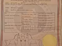 Stute, Dutch warmblood horse — Foto 2