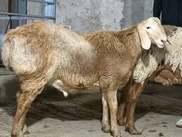 Кочкор, Койлор