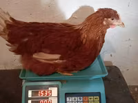 海赛克斯 — 照片 4