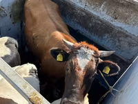 Bulle, Holstein-Rasse — Foto 2