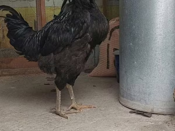 Chickens