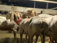 نعجة, Arashan sheep — الصورة 8