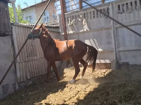 Arabian horse