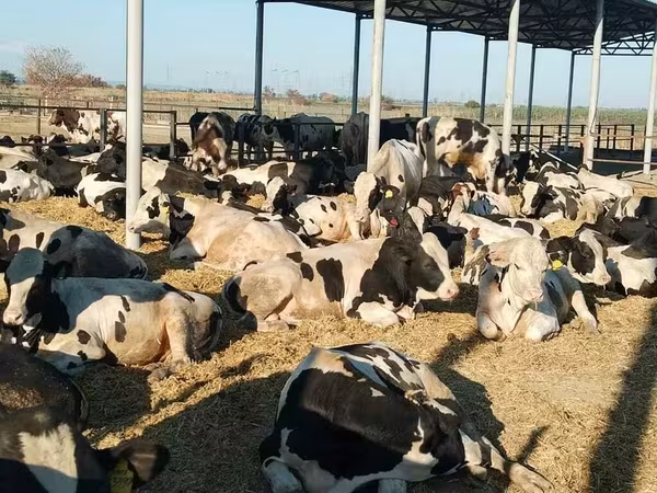 ثور, Swiss cattle