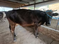 गाय, मवेशी — फ़ोटो 4