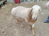 Qoʻchqor, Arashan sheep — 4-rasm