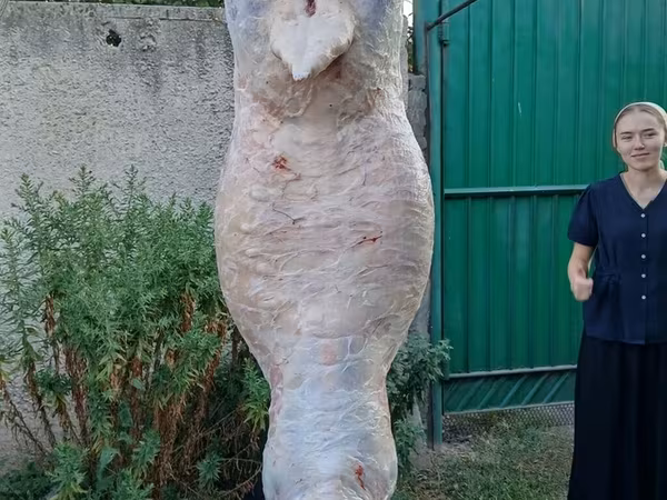 Свежая тушка баранины (домашний забой) дорпер 50% мясо сникерспосле