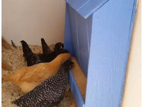 Chickens — Kirgisistan