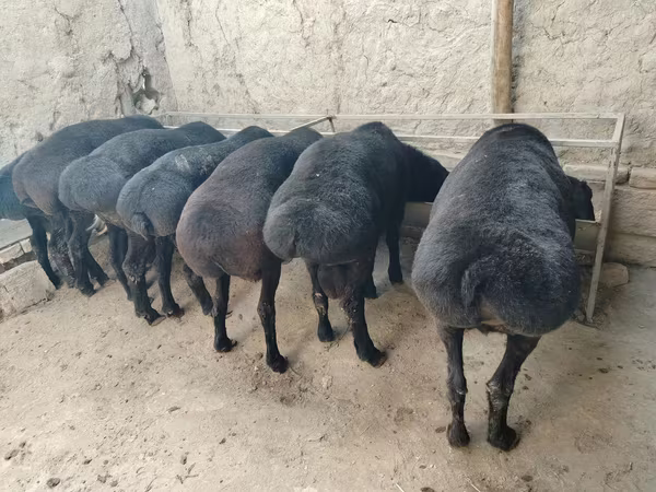كبش, الأغنام — أوزبكستان