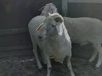 كبش, الأغنام — الصورة 4