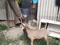 Кочкор, Эдильбай койу — сүрөт 2