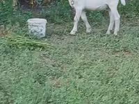 Billy Goat, Saanen goat — photo 5