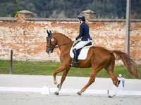 Caballo, Friesian sport horse — foto 4