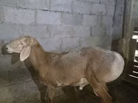Carnero, Arashan sheep — foto 5