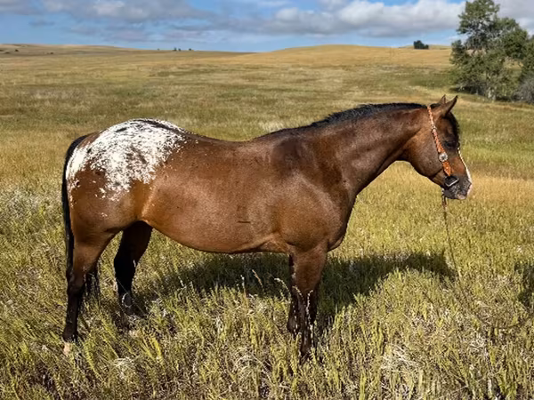 Caballo, Horses of Sable Island