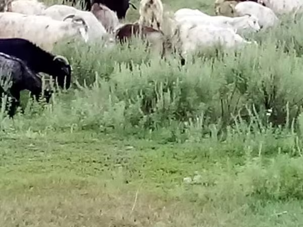 Эчки, Козулар
