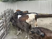 ثور, Russian Black pied cattle — الصورة 5
