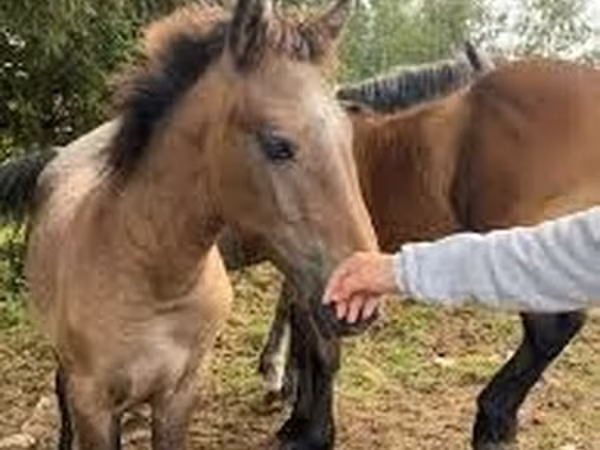 Caballo, Caballos