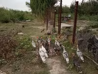 Индейкалар — сүрөт 2