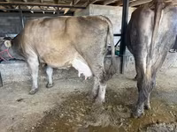 Vaca, Swiss cattle — foto 8
