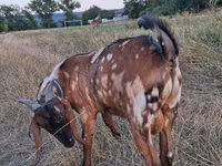 Cabro, Nubian Goat — foto 4