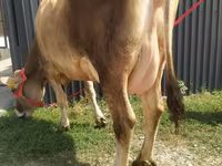 母牛, Swiss cattle — 照片 1