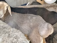 Кочкор, Гиссар койу — сүрөт 5