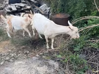 बकरी, Saanen goat — फ़ोटो 3