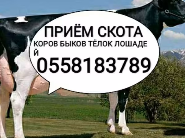 Голштинская порода