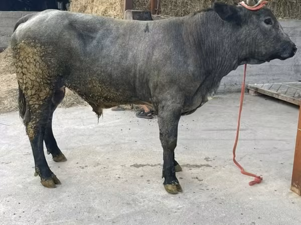 Toro, Azul Belga